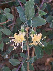 Lonicera microphylla