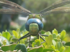 Anax immaculifrons
