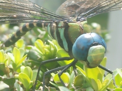Anax immaculifrons