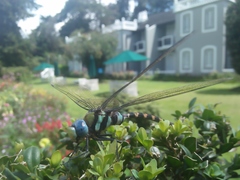 Anax immaculifrons