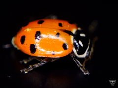 Hippodamia convergens