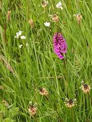 Dactylorhiza purpurella