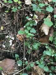 Arabidopsis halleri