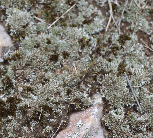 Bryum lanatum