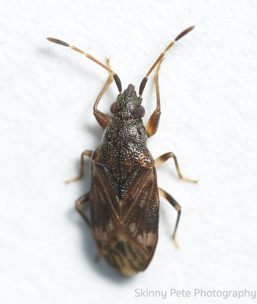 Prytanes intercisus