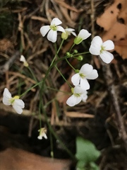 Arabidopsis halleri