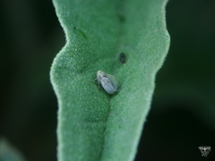Megophthalminae