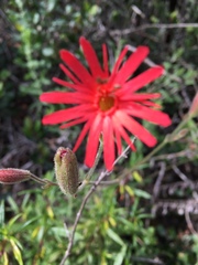 Silene laciniata laciniata