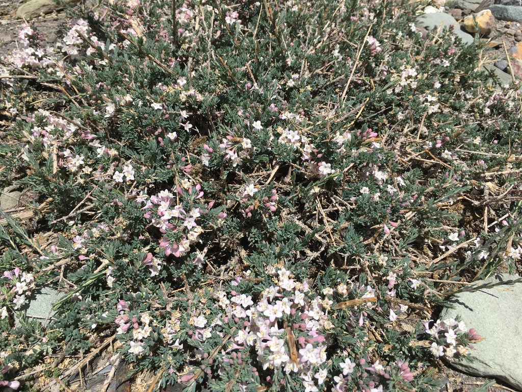 jasmin plant Winter Jasmine For Sale