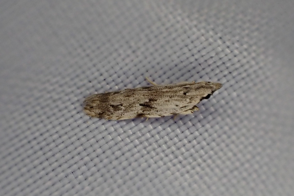 Anarsia lechriosema