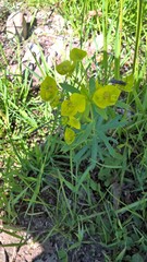 Euphorbia virgata