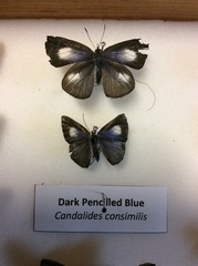 Eirmocides consimilis
