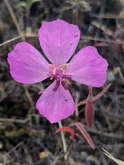 Clarkia bottae