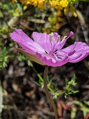 Clarkia bottae