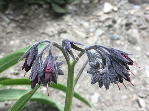 Lindelofia stylosa