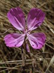 Clarkia bottae