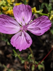 Clarkia bottae