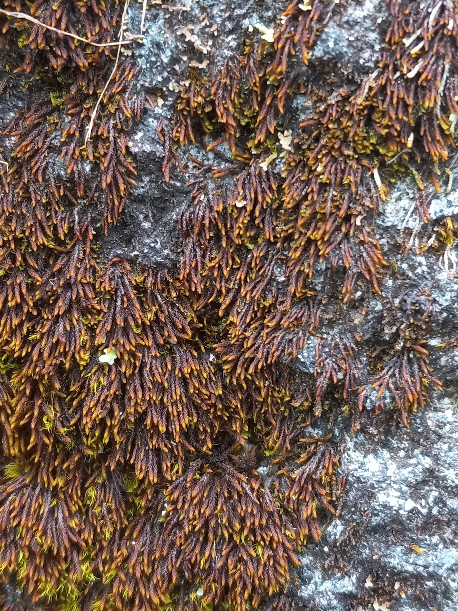 Andreaea rupestris
