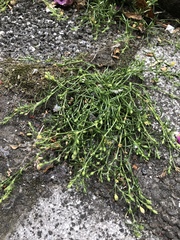 Sagina japonica