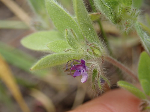 Image of Trichostema oblongum by (c) Cricket Raspet, some rights reserved (CC BY)