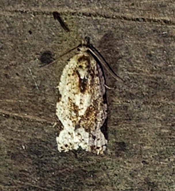 Argyrotaenia oligachthes