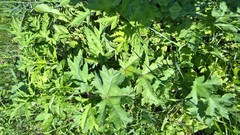 Heracleum sphondylium sibiricum