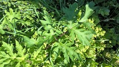 Heracleum sphondylium sibiricum