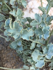 Corydalis flabellata