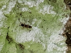 Orchesella flavescens