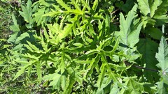 Heracleum sphondylium sibiricum