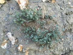 Corydalis flabellata