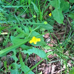 Ranunculus auricomus