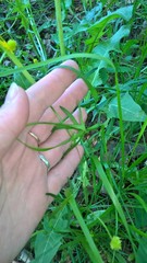 Ranunculus auricomus