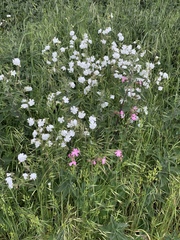 Silene latifolia