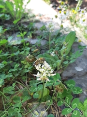 Apis mellifera