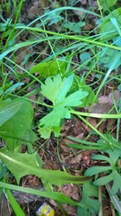 Ranunculus auricomus