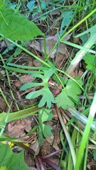 Ranunculus auricomus