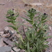 Arnebia euchroma - Photo (c) Jennifer Chandler, algunos derechos reservados (CC BY-NC), subido por Jennifer Chandler