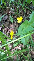 Ranunculus auricomus