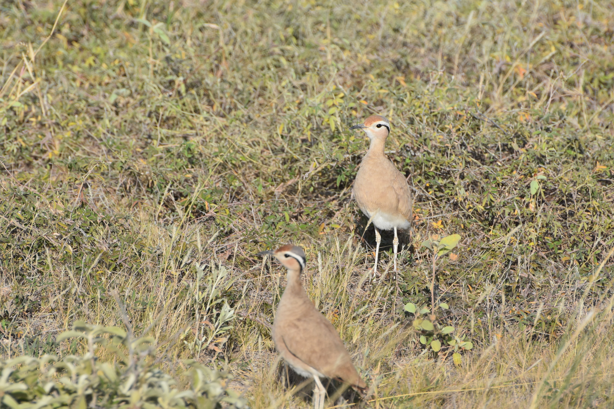 Somali Courser (Cursorius somalensis), photo 1
