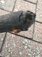 Tessaratoma papillosa