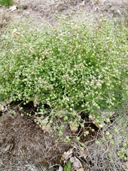 Spergula