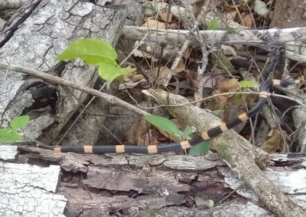 Snail-eating Thirst Snake