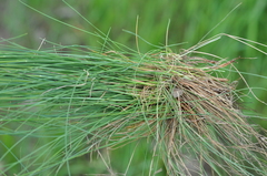 Festuca valesiaca