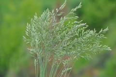 Festuca valesiaca