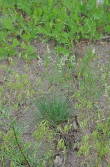 Festuca valesiaca