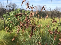 Thamnochortus glaber
