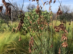 Thamnochortus glaber