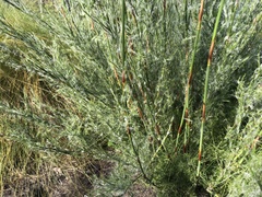 Thamnochortus glaber