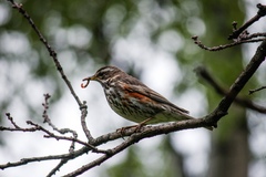 Turdus iliacus